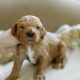 Peter - Red  male Goldendoodle puppy in Hiddenite, North Carolina from Rose and Reid Doodles