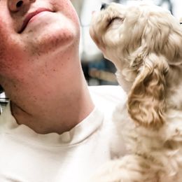 Goldendoodle Puppies from Coal Country Doodles