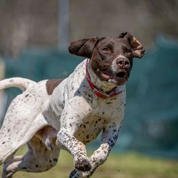 Tanka - German Shorthaired Pointer