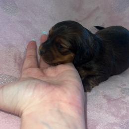 Rocky - Sable male Dachshund puppy in Madisonville, Tennessee from L&A Dachshunds