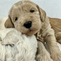 Goldendoodle Puppies from Lykeable Farms