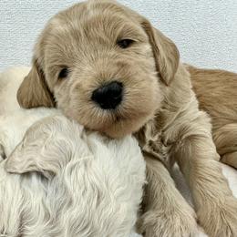 Goldendoodle Puppies from Lykeable Farms