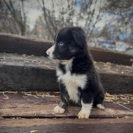 Sirius Black - Black & white male Australian Shepherd puppy in Smithfield, Utah from C&C Ranch