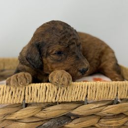 Butterscotch - Brown and white male Sheepadoodle puppy in Greeneville, Tennessee from Smokey Mountain Sheepadoodles