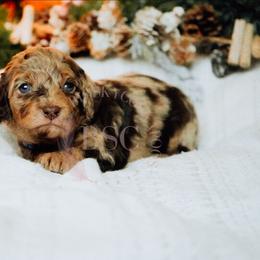 Lavender girl - Merle female Cockapoo puppy in Missoula, Montana from Big Sky Cockapoos