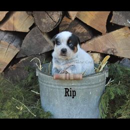 "Rip" Australian Cattle Dog Puppies from LoveAHeeler