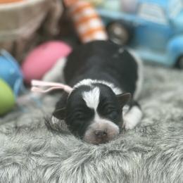 Bunny - Black tri female Miniature Australian Shepherd puppy in Missouri from Country Legends Aussies & Corgis