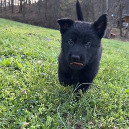 Orange collar - Black female German Shepherd puppy in Cumberland Gap, Tennessee from Royal Port K-9