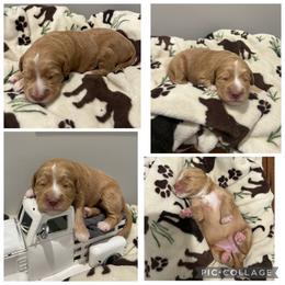 Apricot Abstract Girl - Apricot female Goldendoodle puppy in Lancaster, South Carolina from Silver Hill Farm SC