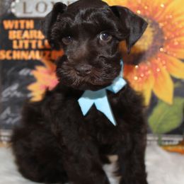 Rocco - Liver male Miniature Schnauzer puppy in Gary, Texas from Beards Little Schnauzers