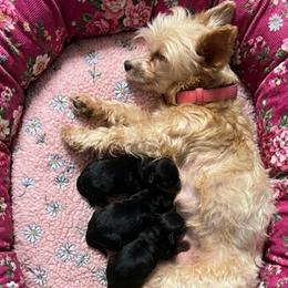 Alina - Yorkshire Terrier