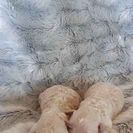 Goldendoodle and Poodle Puppies from Golden B Acres