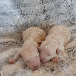 Goldendoodle and Poodle Puppies from Golden B Acres