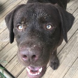 Labrador Retrievers from Southern Belle Kennels