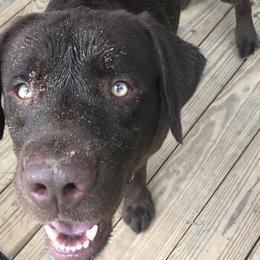 Labrador Retrievers from Southern Belle Kennels