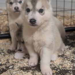 Sock - Gray and white male Siberian Husky puppy in Amery, Wisconsin from Liberty Siberians