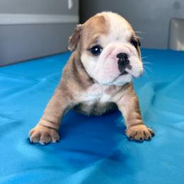 Hugo - Red and white male Bulldog puppy in Lutz, Florida from Romanov’s  Bulldogs