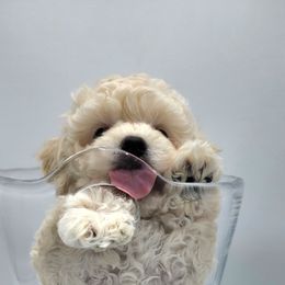 Havapoo Puppies from My Havapoo Puppy