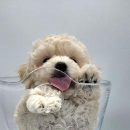 Havapoo Puppies from My Havapoo Puppy