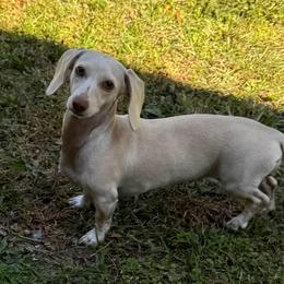 Pearl - Dachshund