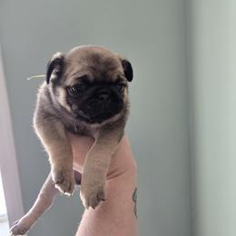 Sable - Fawn female Pug puppy in Auburn, Kentucky from Prentice Family Pugs