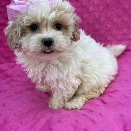 Shimmer - Parti female Maltipoo puppy in Lancaster, Kentucky from Dream Paws Puppies, LLC