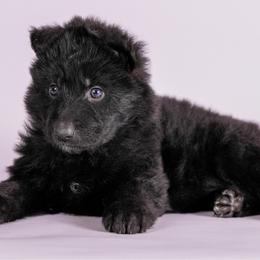 Pink Collar - Black female German Shepherd puppy in Plumas Lake, California from Zwinger Vom Greifjäger