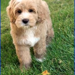 Barkley - Apricot male Australian Labradoodle puppy in Billings, Montana from Doodle Around