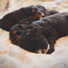 Bernedoodle and Goldendoodle Puppies from Lings Legacy Doodles