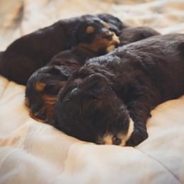 Bernedoodle and Goldendoodle Puppies from Lings Legacy Doodles