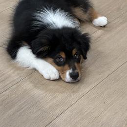 Beefy - Black tri-color male Australian Shepherd puppy in Croswell, Michigan from Hendra Family Aussies