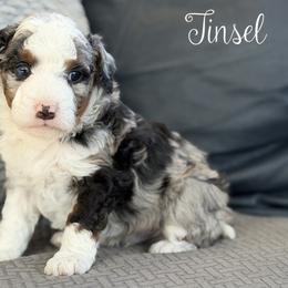 Tinsel - Blue merle male Bernedoodle puppy in Henry, Illinois from Rowe Farms Doodles