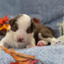 Yellow Collar - Red tri-color female Miniature American Shepherd puppy in Statesboro, Georgia from Azure Miniature American Shepherds