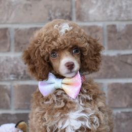 Maltipoos and Poodles from Collier's Canines