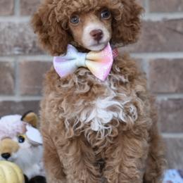 Maltipoos and Poodles from Collier's Canines