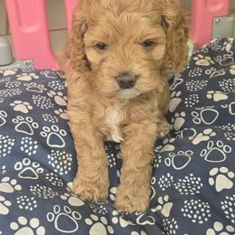 Hello Kitty - Red female Cockapoo puppy in Conklin, Michigan from Lake Michigan Couture Cavapoos & Cockapoos
