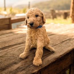 Rusty - Apricot male Goldendoodle puppy in Macclenny, Florida from Baker County Goldendoodles