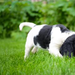 Large Münsterländer Puppies from EAGLES NEST KENNELS