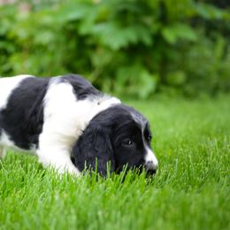 Large Münsterländer Puppies from EAGLES NEST KENNELS