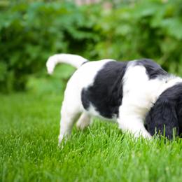 Large Münsterländer Puppies from EAGLES NEST KENNELS