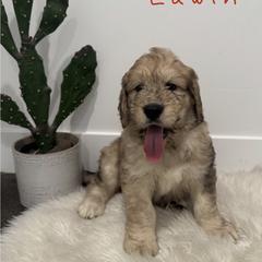 Neville Edwin - Merle-sable male Saint Berdoodle puppy in Mesa, Arizona from Desert Bohunk Doodles and Branded Bullies