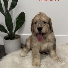 Neville Edwin - Merle-sable male Saint Berdoodle puppy in Mesa, Arizona from Desert Bohunk Doodles and Branded Bullies