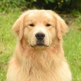 WYATT - Golden Retriever