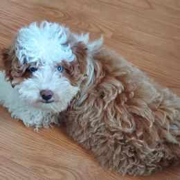 Milo - Aussiedoodle