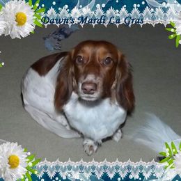 Mardi - Dachshund