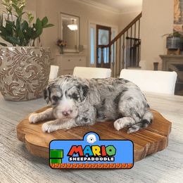 Mario - Merle male Sheepadoodle puppy in Cleveland, Tennessee from Narrow Path Old English & Sheepadoodles