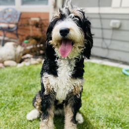 Celeste - Bernedoodle