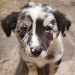 Hemi - Australian Shepherd