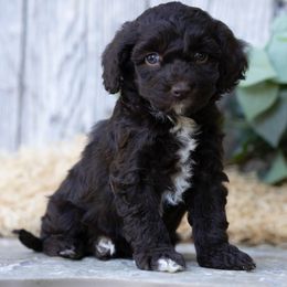 Swiss Miss - Sable and white female Cockapoo puppy in Seattle, Washington from Sweet Home Doodles