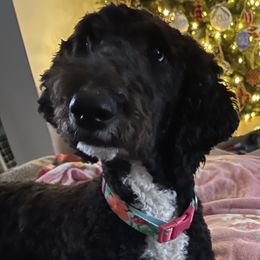 Evee - Goldendoodle
